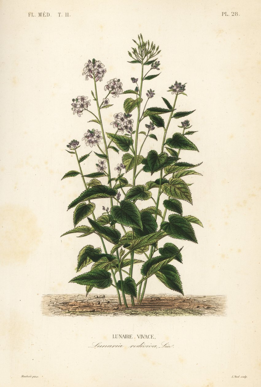 Flerårig ærlighet, Lunaria rediviva, Lunaire vivace av Unbekannt