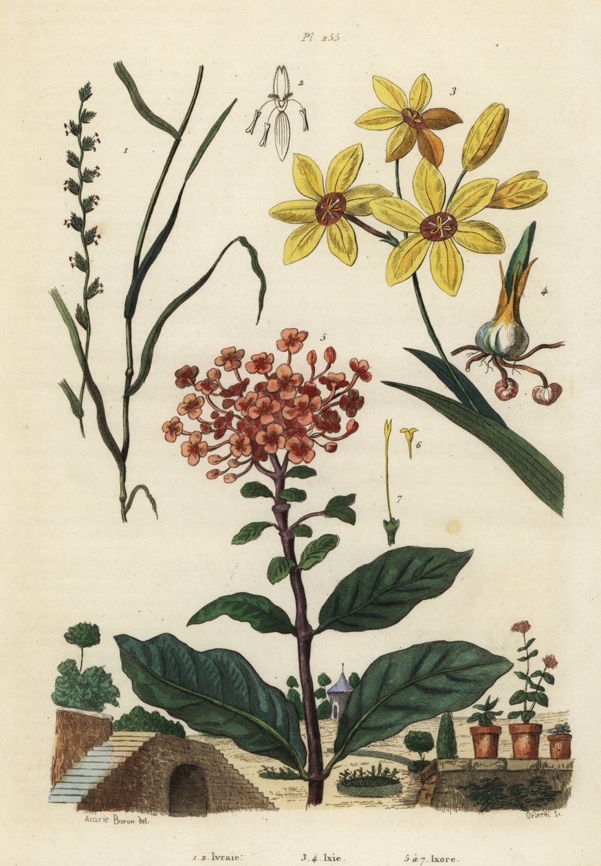 Flerårig raigras, Lolium perenne 1,2, flekket afrikansk maislilje, Ixia maculata var av Unbekannt