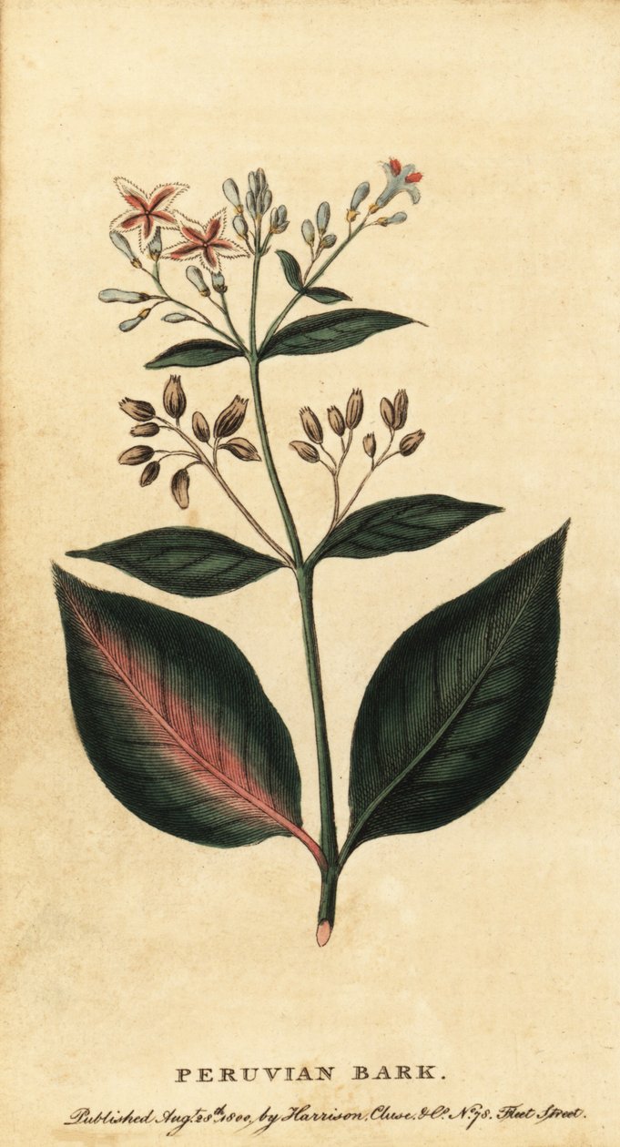 Peruansk bark, Cinchona officinalis., 1800 (gravering) av Unbekannter Künstler