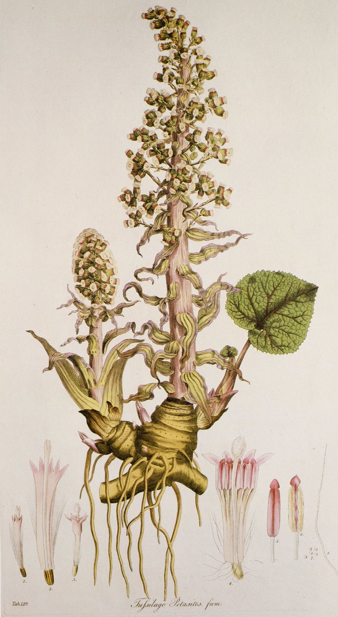 Petasites sp./Petasite av Unbekannt