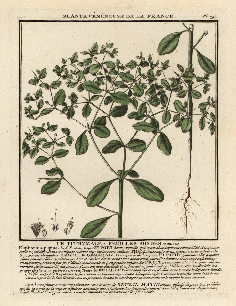 Petty spurge, Euphorbia peplus. av Unbekannter Künstler