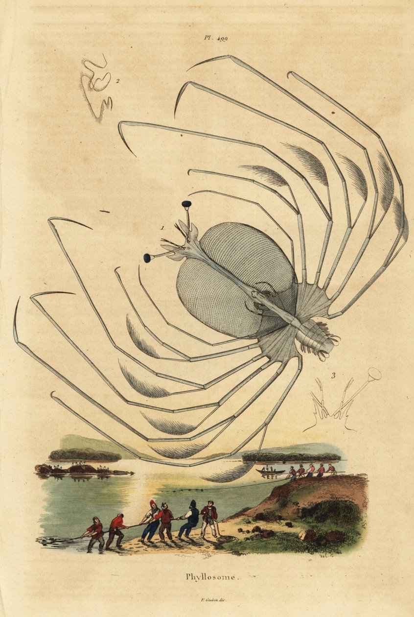 Phyllosoma larvestadium av en pigghummer, Palinurus elephas av Unbekannt
