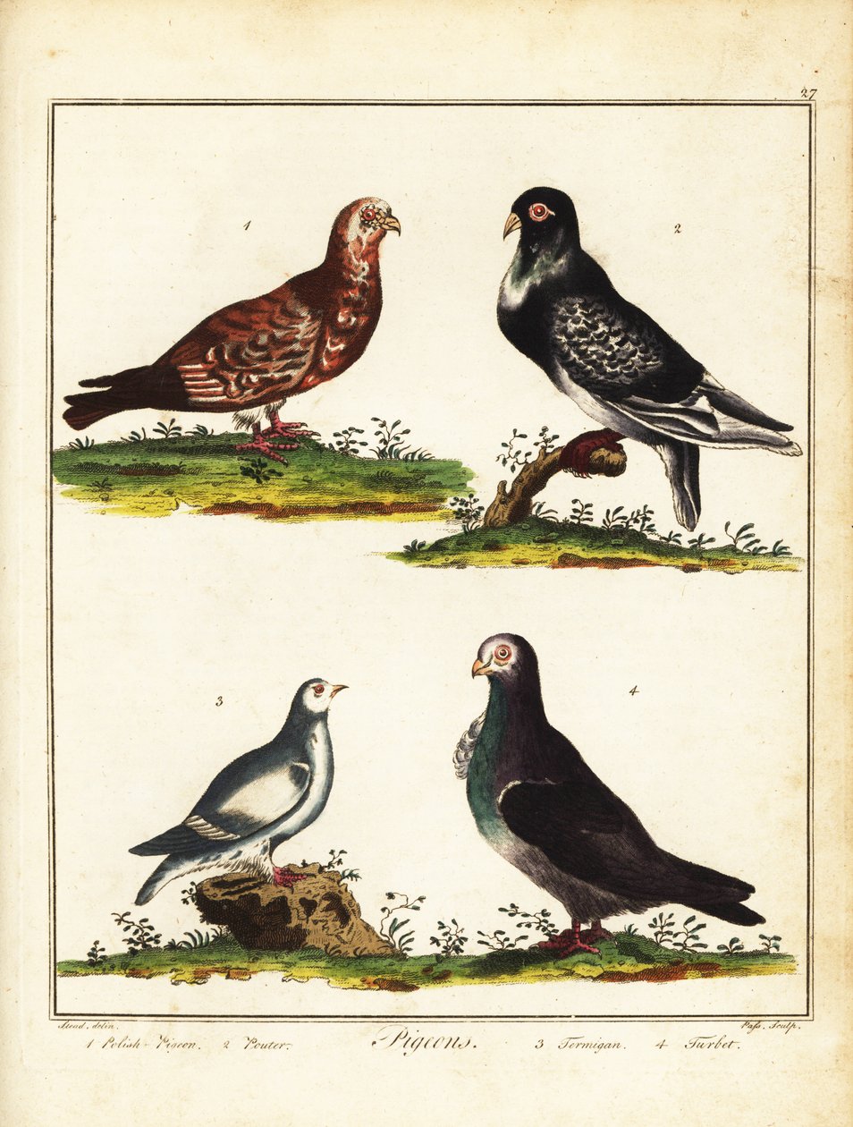 Duer: Polsk due, pigger, rype og turbit. 1792 (gravering) av Unbekannter Künstler