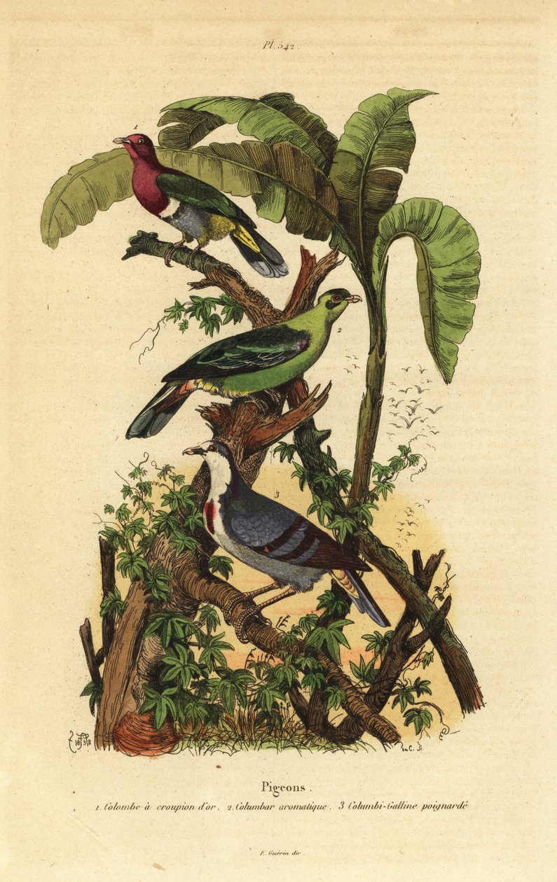 Rosahodet fruktdue, Ptilinopus porphyreus, Buru grønn due, Treron aromaticus og Luzon blødende hjerte, Gallicolumba luzonica av Unbekannt