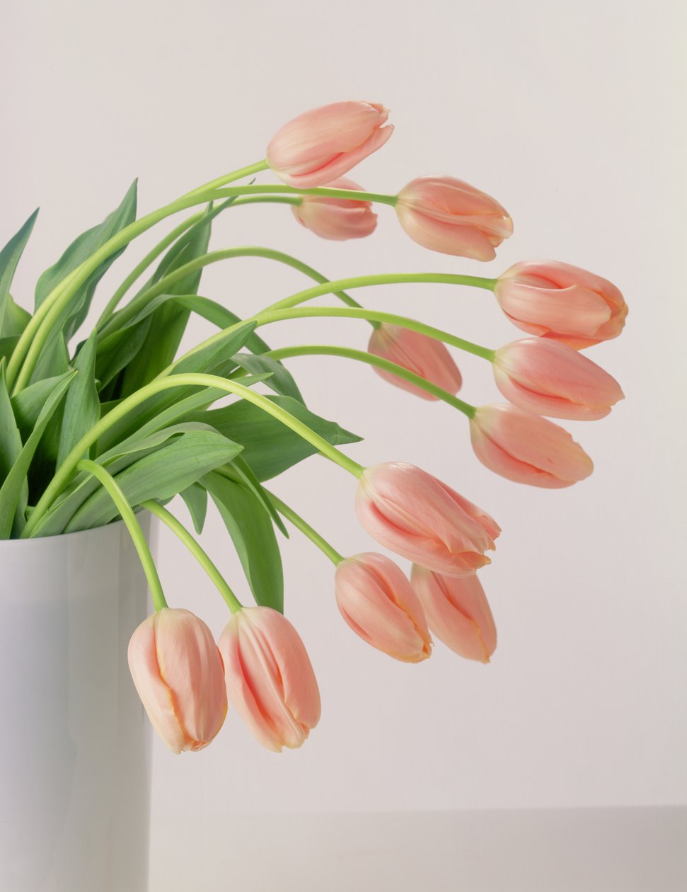 Rosa tulipaner av Unbekannter Künstler