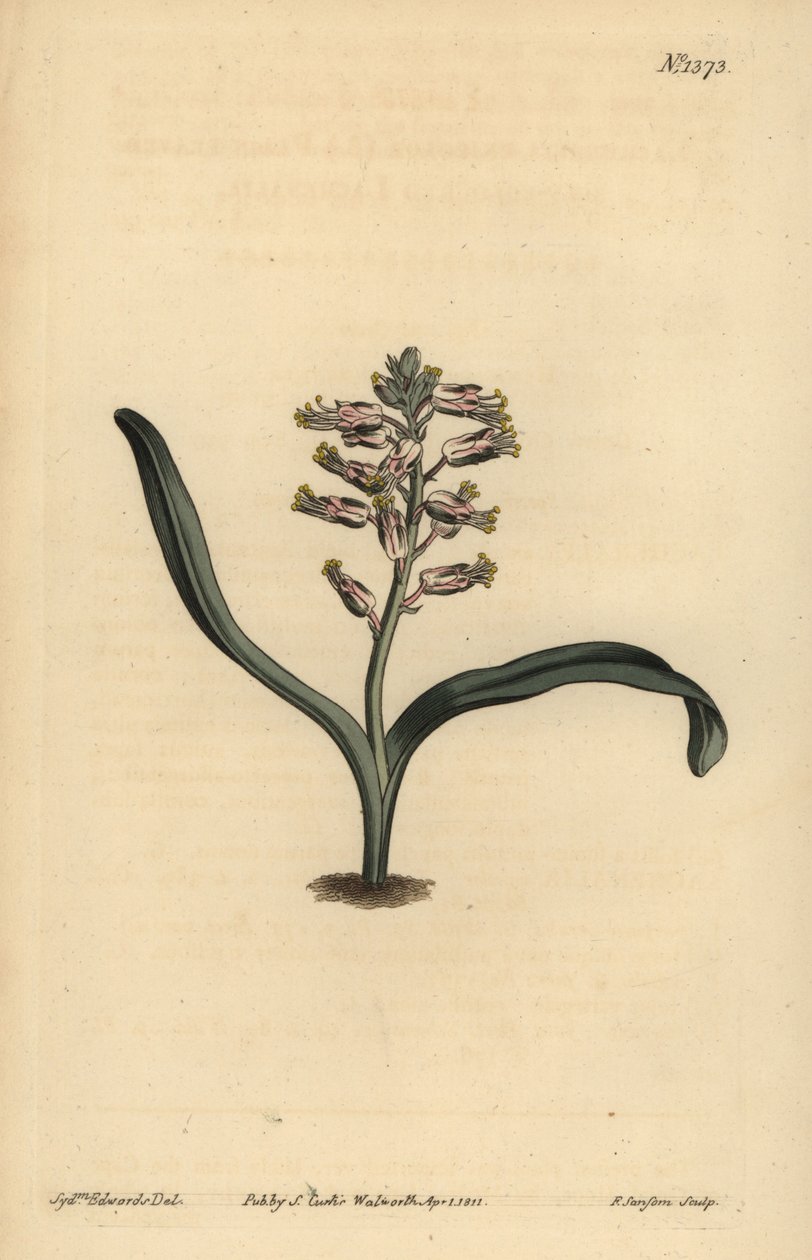 Ensfarget selvfarget lachenalia, Lachenalia unicolor av Unbekannt