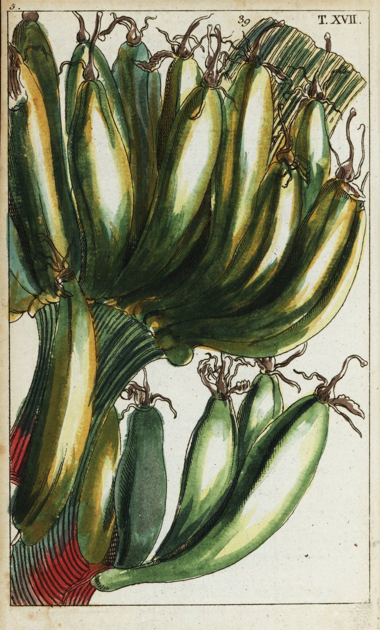 Grobladbananer, Musa x paradisiaca. av Unbekannter Künstler