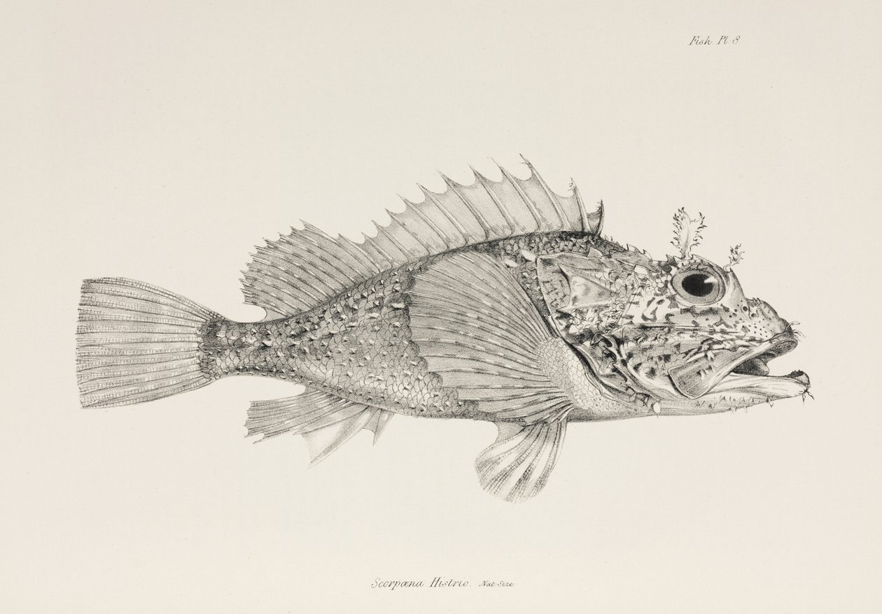 Spiller skorpionfisk, c 1832-1836 av Unbekannter Künstler