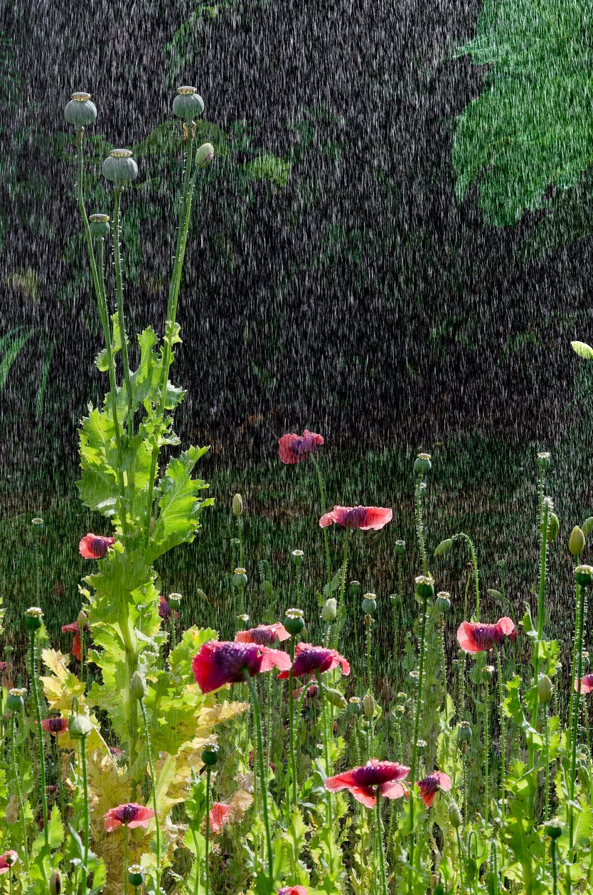 Valmue (Papaver somniferum) blomster og frøhoder i sommerregn, Gower, Sør-Wales (bilde) av Unbekannter Künstler