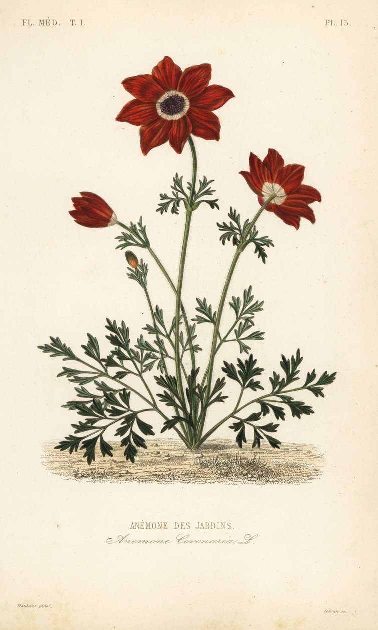 Valmueanemone eller spansk ringblomst, Anemone coronaria, Anemone des jardins av Unbekannt