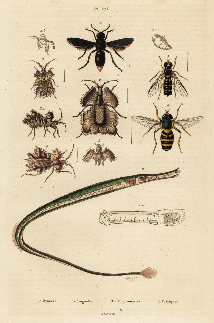 Potterveps, pipefisk, gullegg og sveveflue., 1834-1839 (gravering) av Unbekannter Künstler
