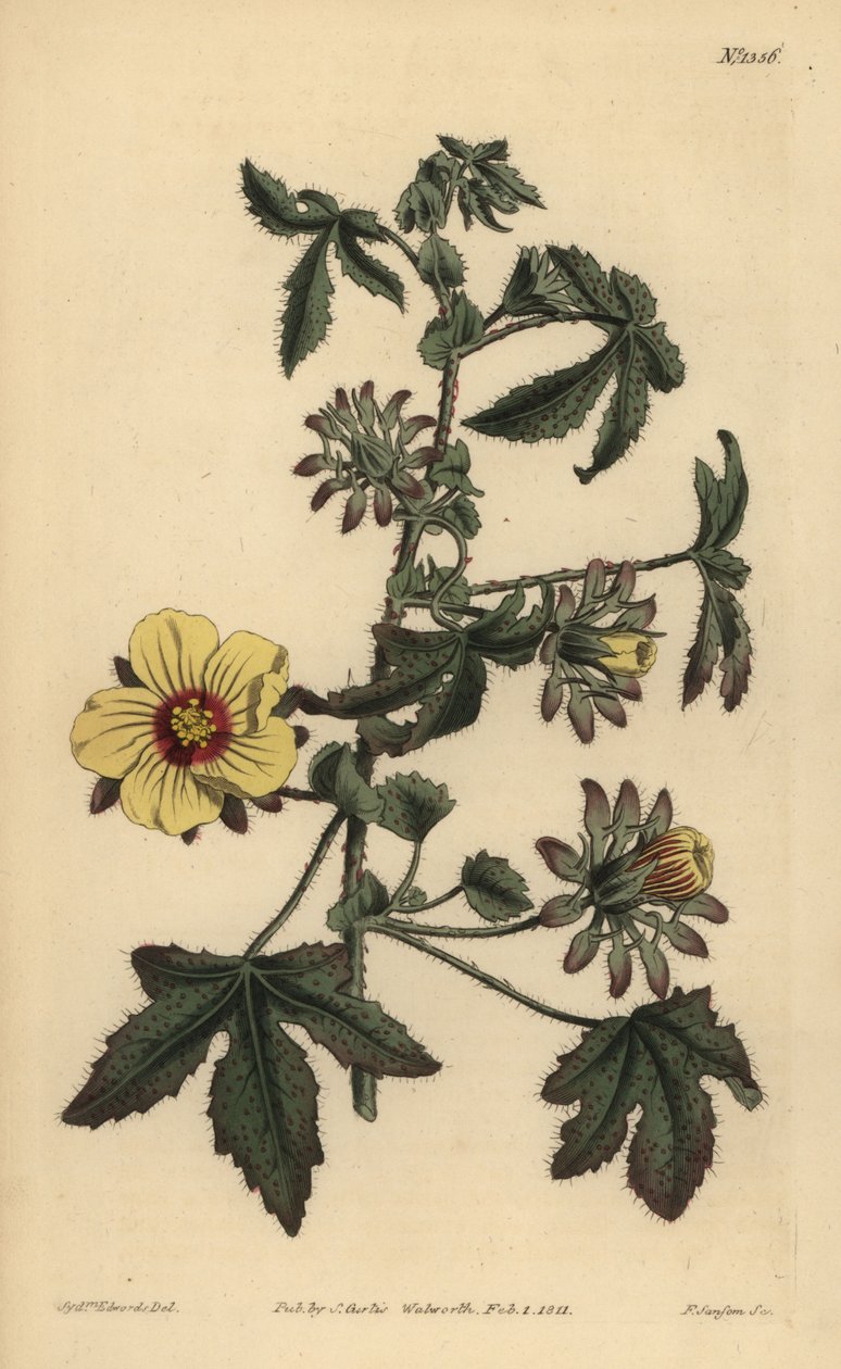 Piggstilket hibiscus, Hibiscus surattensis av Unbekannt