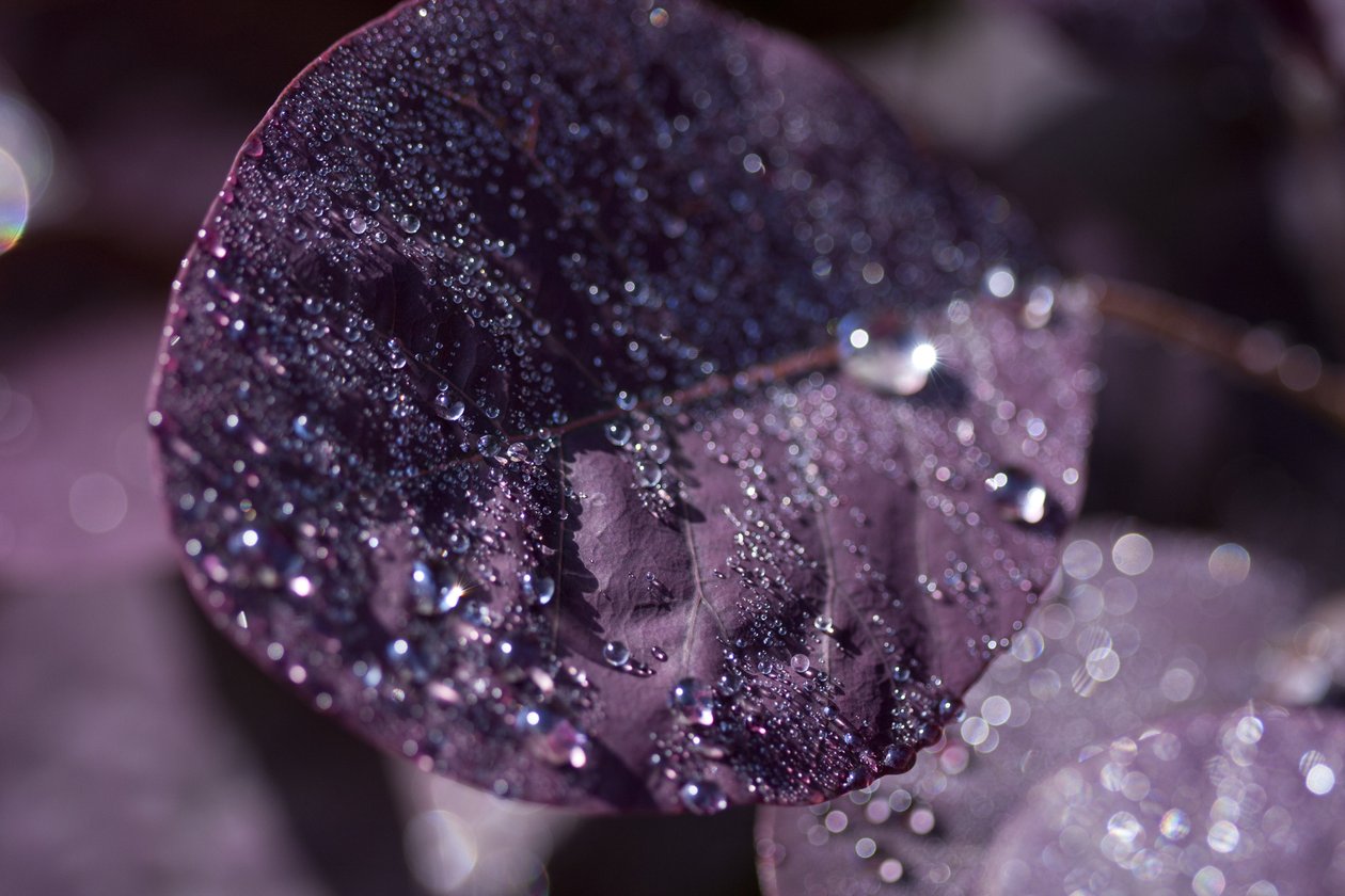 Purple Leaves III (fotografi) av Unbekannter Künstler