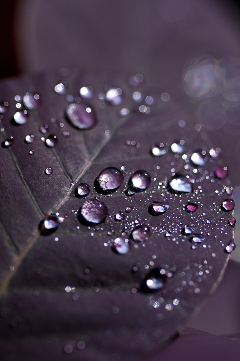 Purple Leaves II (fotografi) av Unbekannter Künstler