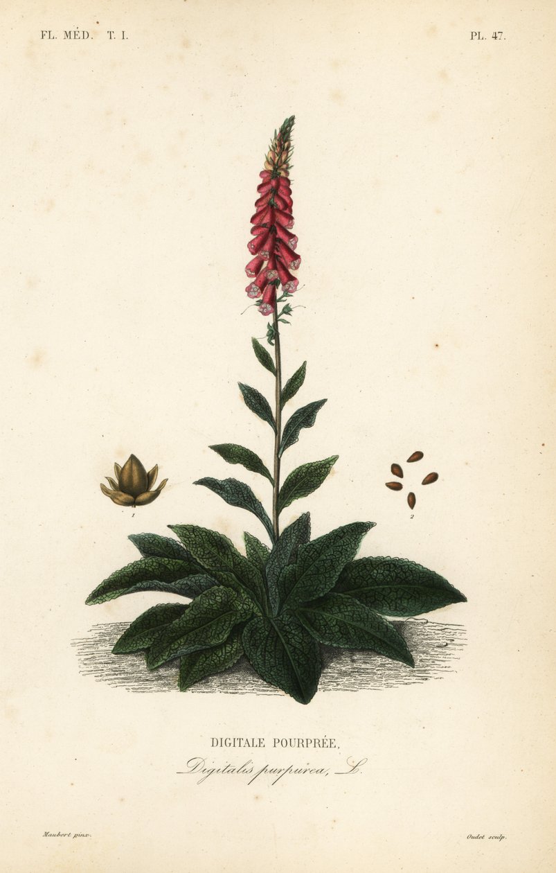 Lilla revehanske eller damehanske, Digitalis purpurea, Digitale pourpre av Unbekannt