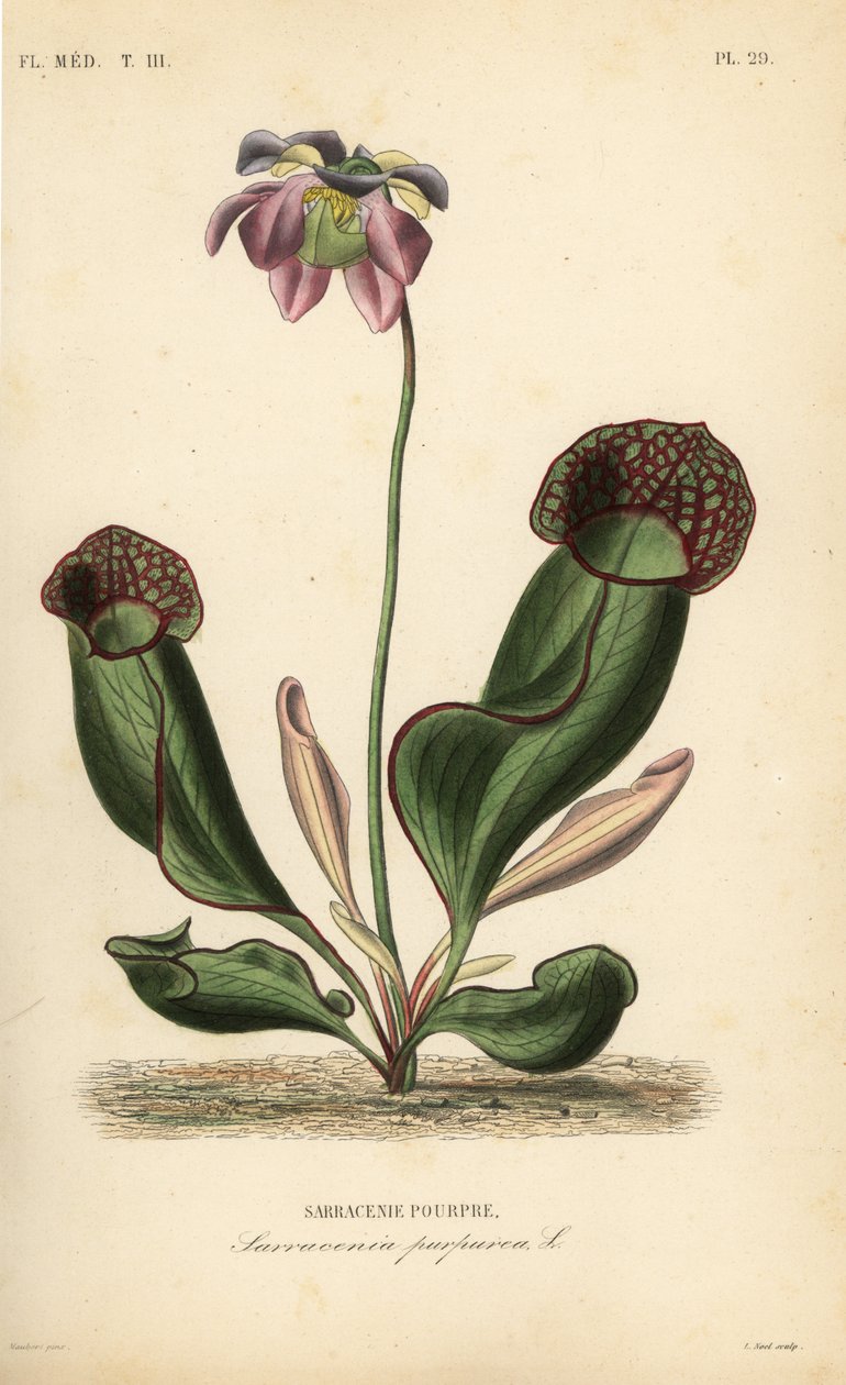 Lilla krukkeplante eller sidesadelblomst, Sarracenia purpurea, Sarracenie pourpre av Unbekannt