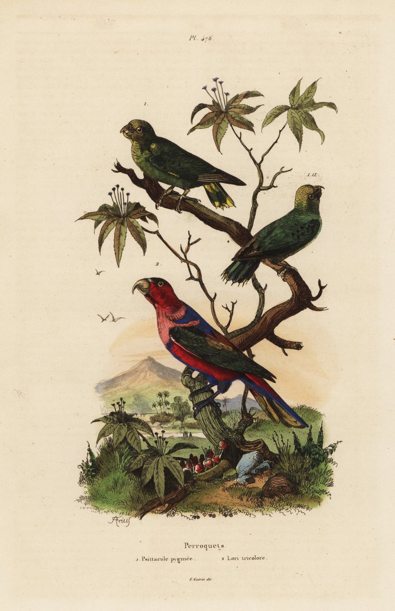 Pygmy papegøye, Micropsitta pusio, og svart-capped lory, Lorius lastebil av Unbekannt