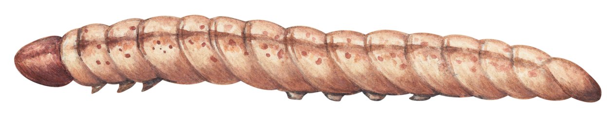 Maisborer - Europeisk maisborer (Ostrinia nubilalis) av Unbekannter Künstler