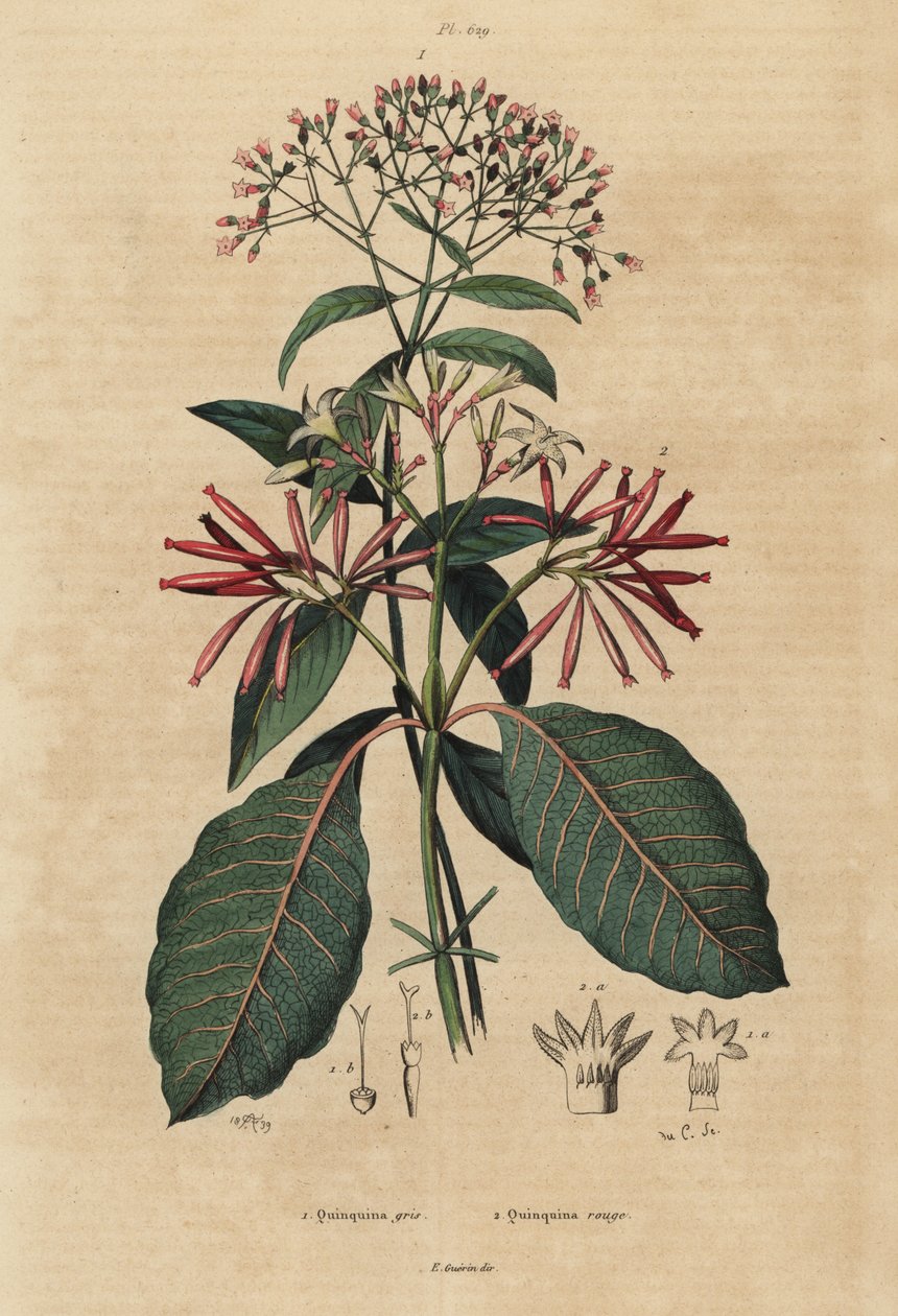 Kinin, Cinchona officinalis 1 og Ladenbergia oblongifolia, sårbar, 2 av Unbekannt
