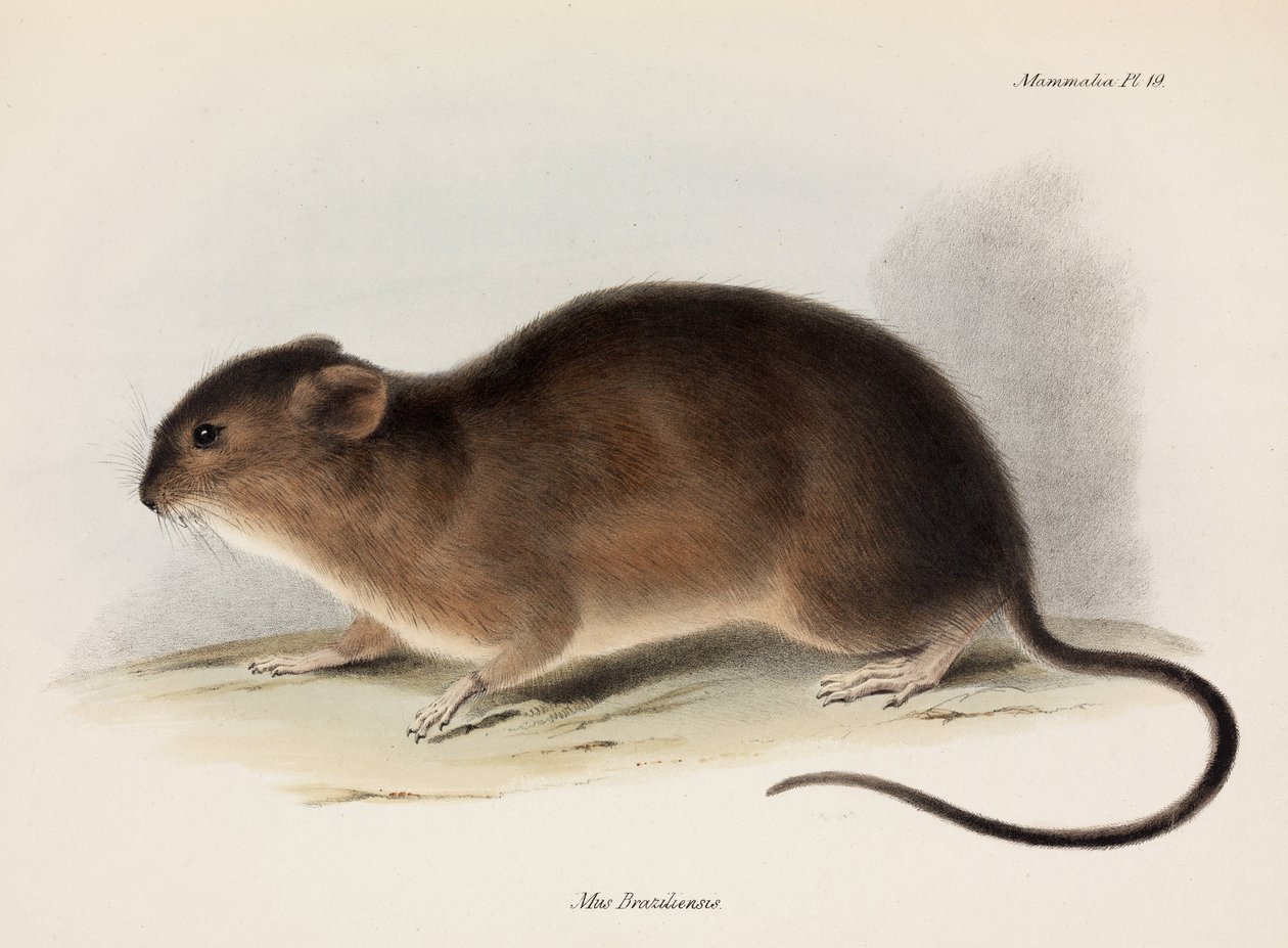 Rotte, Sør-Amerika, ca 1832-1836 av Unbekannt