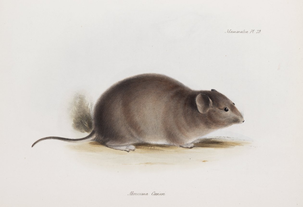 Rotte, ca 1832-1836 av Unbekannter Künstler