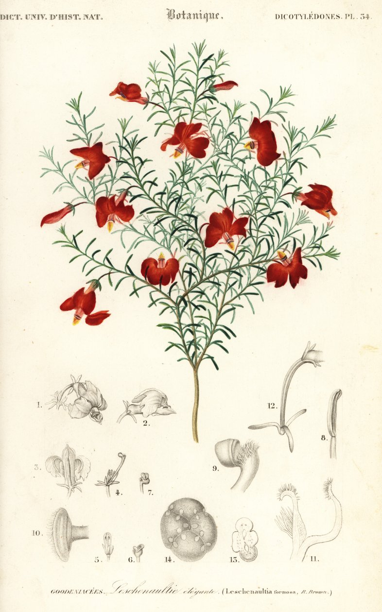 Rød leschenaultia, Leschenaultia formosa., 1849 (gravering) av Unbekannter Künstler