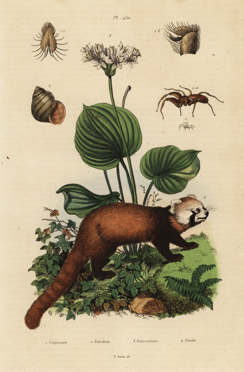 Rød panda, Ailurus fulgens, truet 4, nordlig julelilje, Proiphys amboinensis 3. elvesnegl, Viviparus viviparus 1 og edderkopp, Palpimanus-arten av Unbekannt