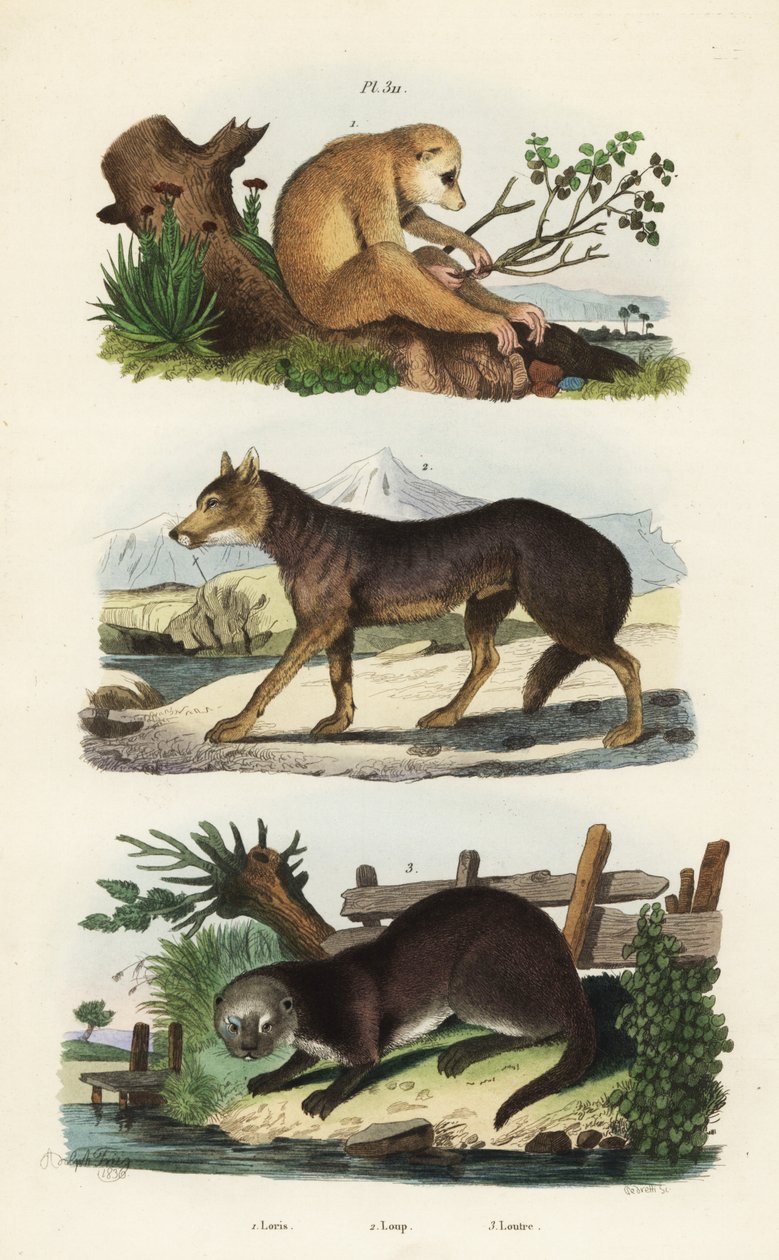 Rød slank loris, Loris tardigradus truet 1, ulv, Canis lupus 2 og eurasisk oter, Lutra lutra 3 av Unbekannt