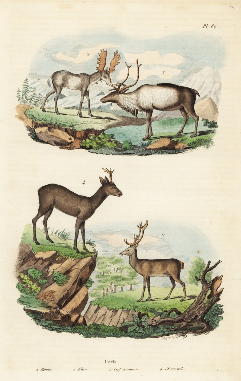 Reinsdyr, Rangifer tarandus 1, elg, Alces alces 2, hjort, Cervus elaphus 3 og europeisk rådyr, Capreolus capreolus 4 av Unbekannt