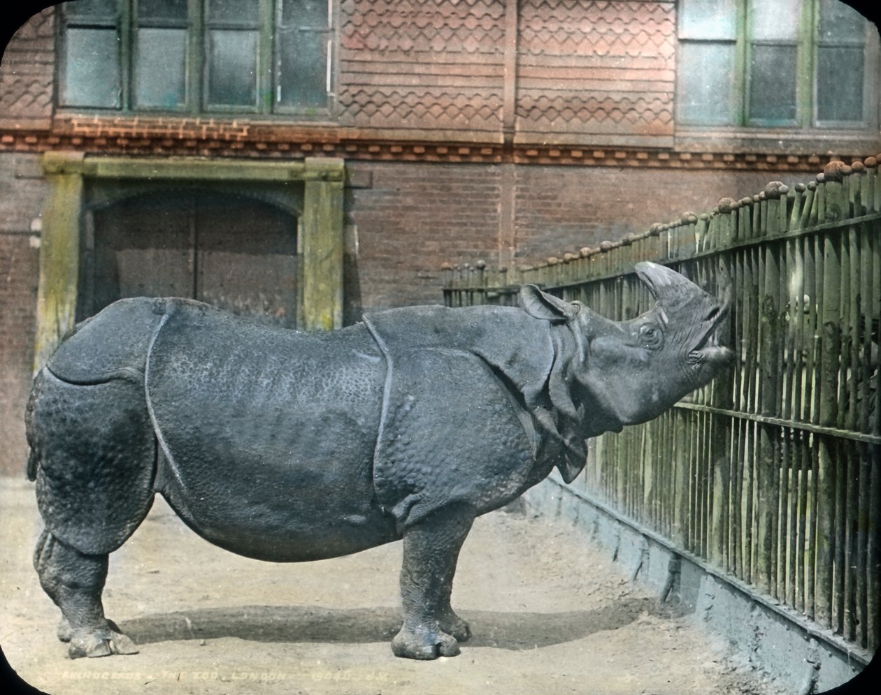 Neshorn av Unbekannter Künstler