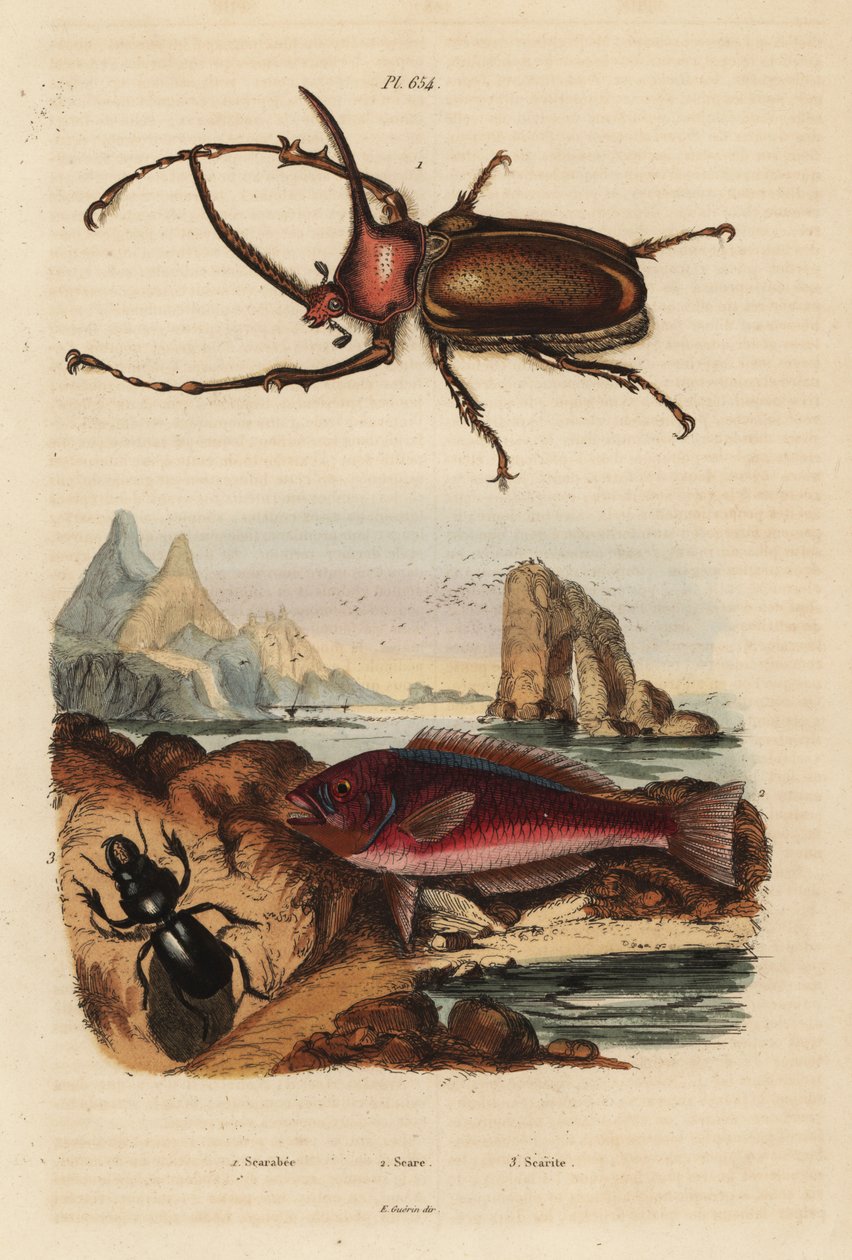 Rhinoceros scarab bille, Golofa porteri 1, kretisk arr-fisk, Scarus creticus 2 og Scarites buparius bille 3 av Unbekannt