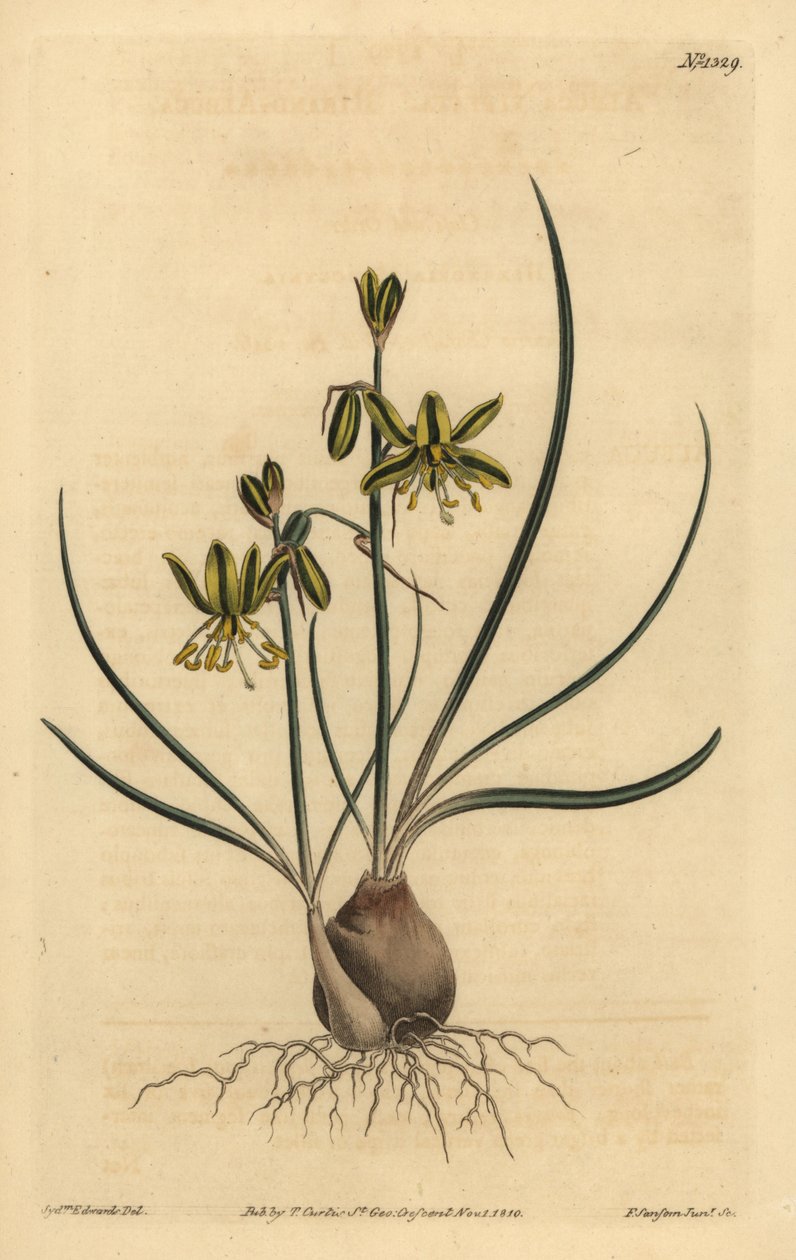 Riband albuca, Albuca vittata av Unbekannt