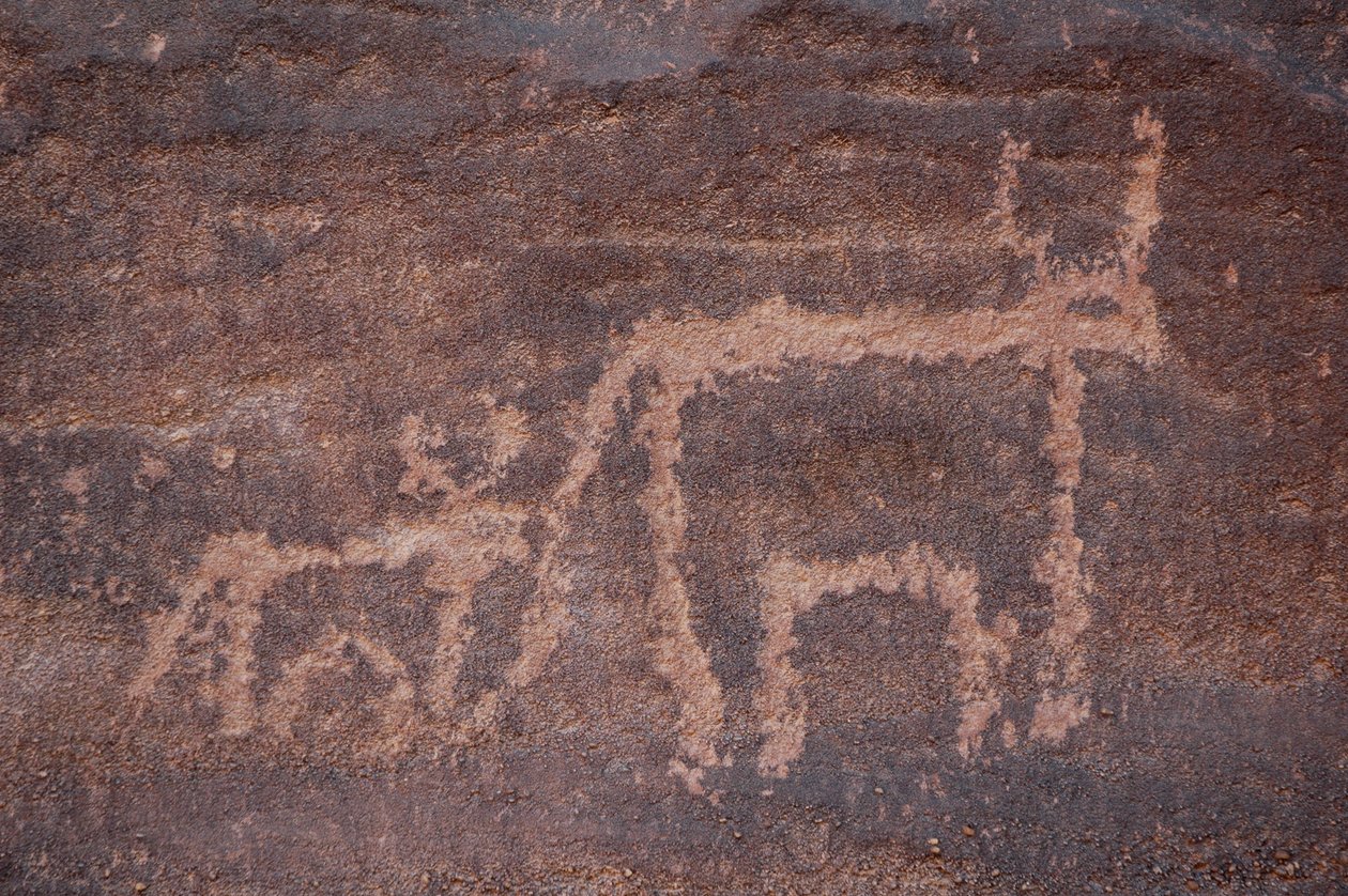 Bergkunst, forhistorie: Gravering av en ku og dens kalv i Uweinat-massivet, Egypt. (Periode fra 8000 til 3000 år f.Kr.). Fotografering av Unbekannt