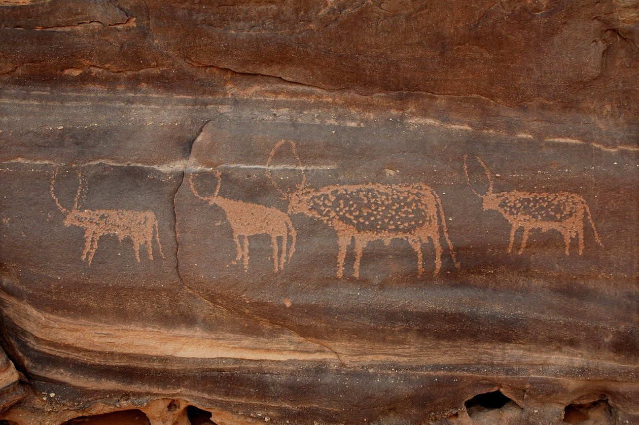 Bergkunst, forhistorie: Gravering av fire storfe i Uweinat-massivet, Sudan (Karkur-Talh eller Karkur Talh). Periode fra 8000 til 3000 år f.Kr. Fotografering av Unbekannt