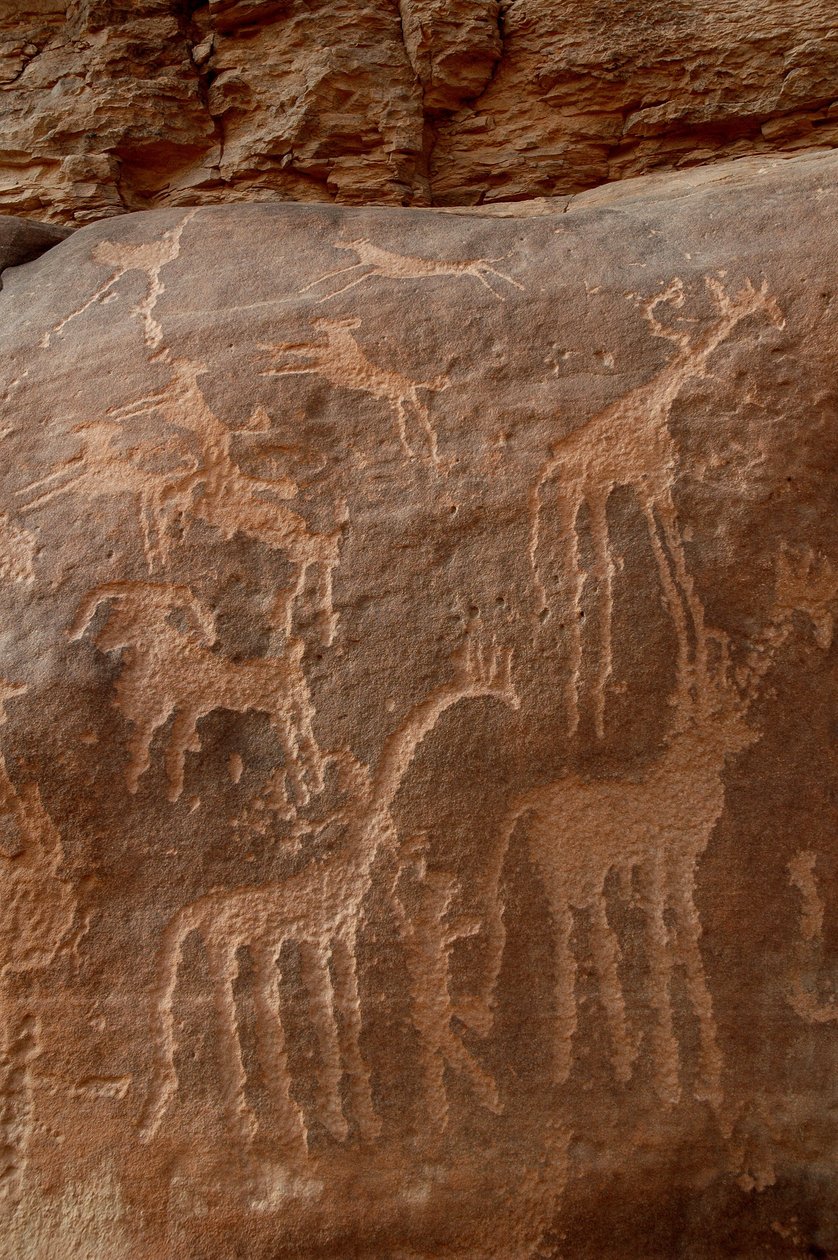 Bergkunst, forhistorie: Gravering av sjiraffer, strutser, sauer, hund og karakter i Uweinat-massivet, Sudan (Karkur-Talh eller Karkur Talh). Periode fra 8000 til 3000 år f.Kr. Fotografering av Unbekannt