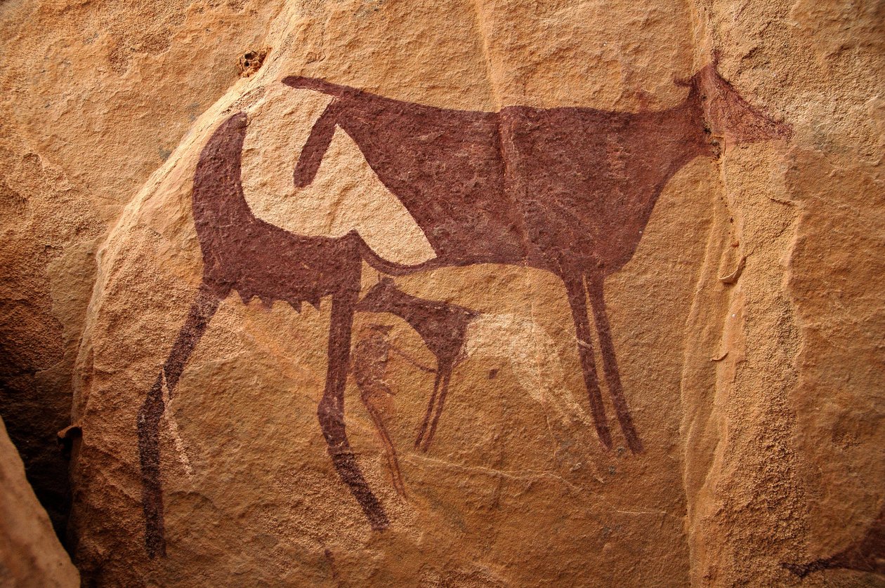 Bergkunst, forhistorie: Steinmaleri av en stor tofarget ku og dens kalv i et utsmykket ly, i Uweinat-massivet, Sudan. Periode fra 8000 til 3000 år f.Kr. Fotografering av Unbekannt