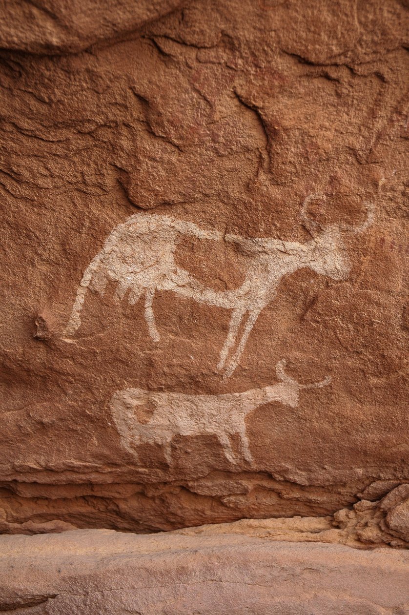 Bergkunst, forhistorie: Bergmaleri av to kyr med store horn (langt horn) i et utsmykket ly, i Uweinat-massivet, Sudan (Karkur-Talh eller Karkur Talh). Periode fra 8000 til 3000 år f.Kr. Fotografering av Unbekannt