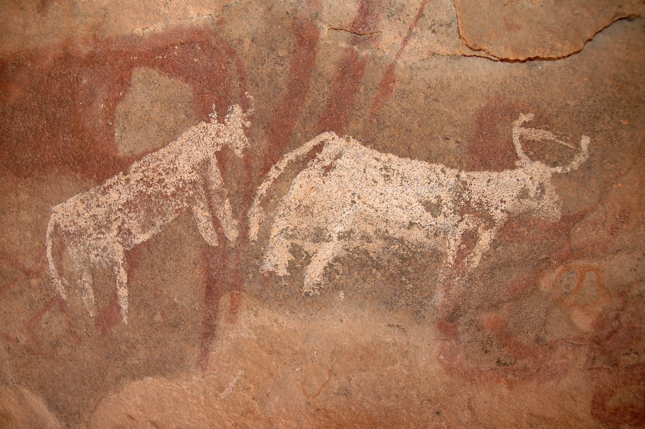 Bergkunst, forhistorie: Bergmaleri av hvitt og tofarget storfe i et utsmykket ly, i Uweinat-massivet, Sudan (Karkur-Talh eller Karkur Talh). Periode fra 8000 til 3000 år f.Kr. Fotografering av Unbekannt