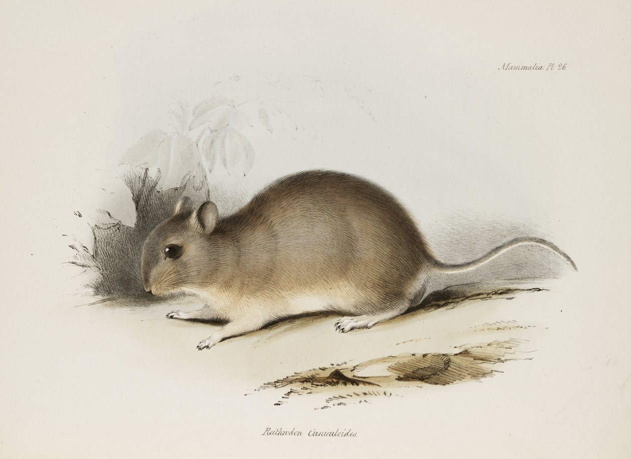 Gnager, ca 1832-1836 av Unbekannter Künstler