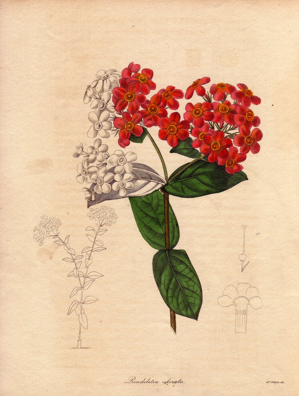 Rondeletie ecarlate eller velduftende (Rondeletia odorata). Busk hjemmehørende i Panama og Cuba, busker og eviggrønn, måler 2 til 3 meter høy og blomstret om våren av rosa og guloransje blomster, veldig velduftende. Illustrasjon av Augusta Innes Withers (1 av Unbekannter Künstler