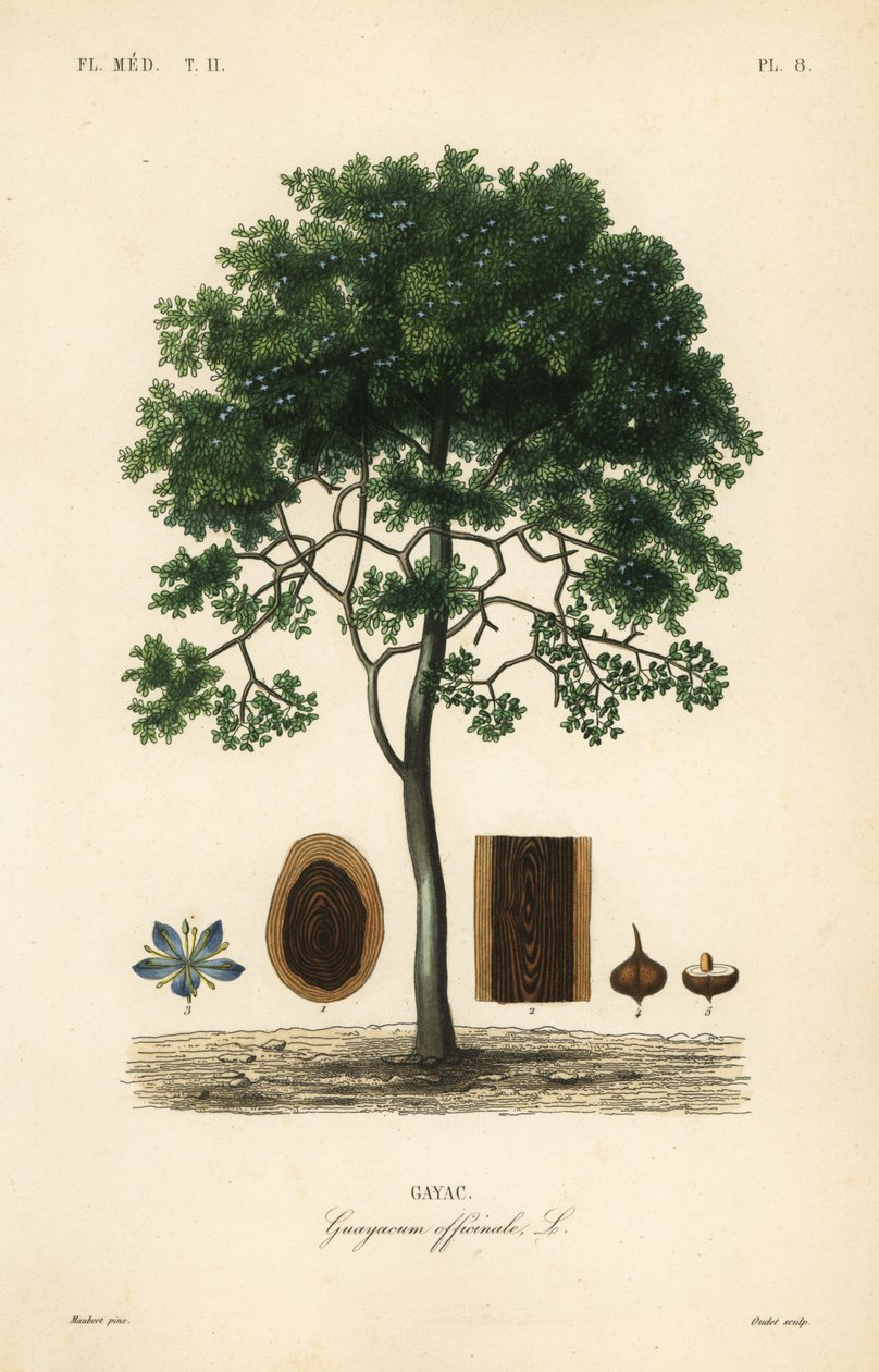 Roughbark livets tre eller guaiacwood, Guaiacum officinale, Guayacum officinale, Gayac av Unbekannt