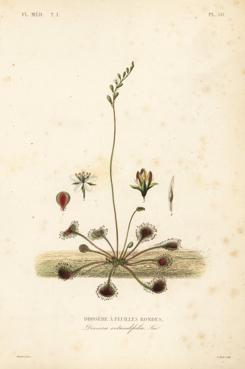 Rundbladet soldugg eller vanlig soldugg, Drosera rotundifolia, Droserie a feuilles rondes av Unbekannt