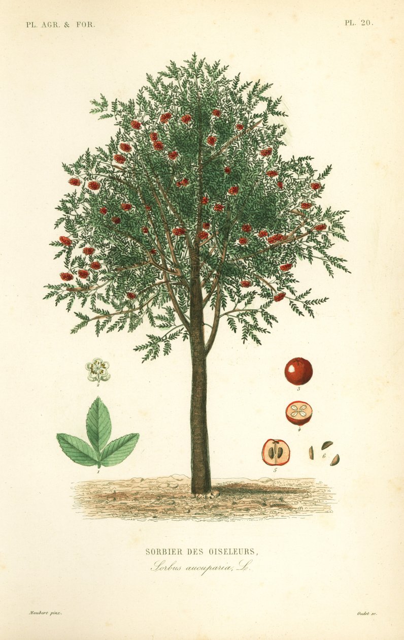 Rogne- eller fjellasketre, Sorbus aucuparia, Sorbier of the Oiselers av Unbekannt