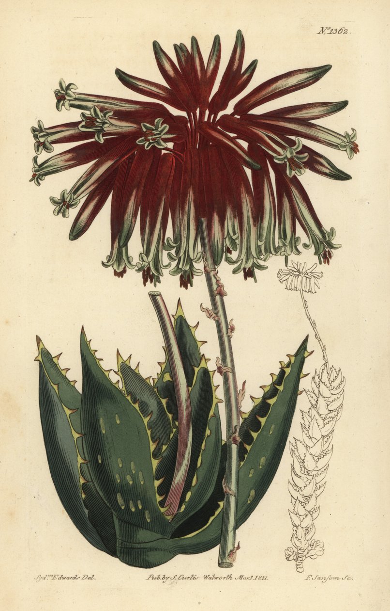 Grusaloe eller gjæraloe, Aloe perfoliata (minst gjæraloe, Aloe mitraeformis brevifolia) av Unbekannt