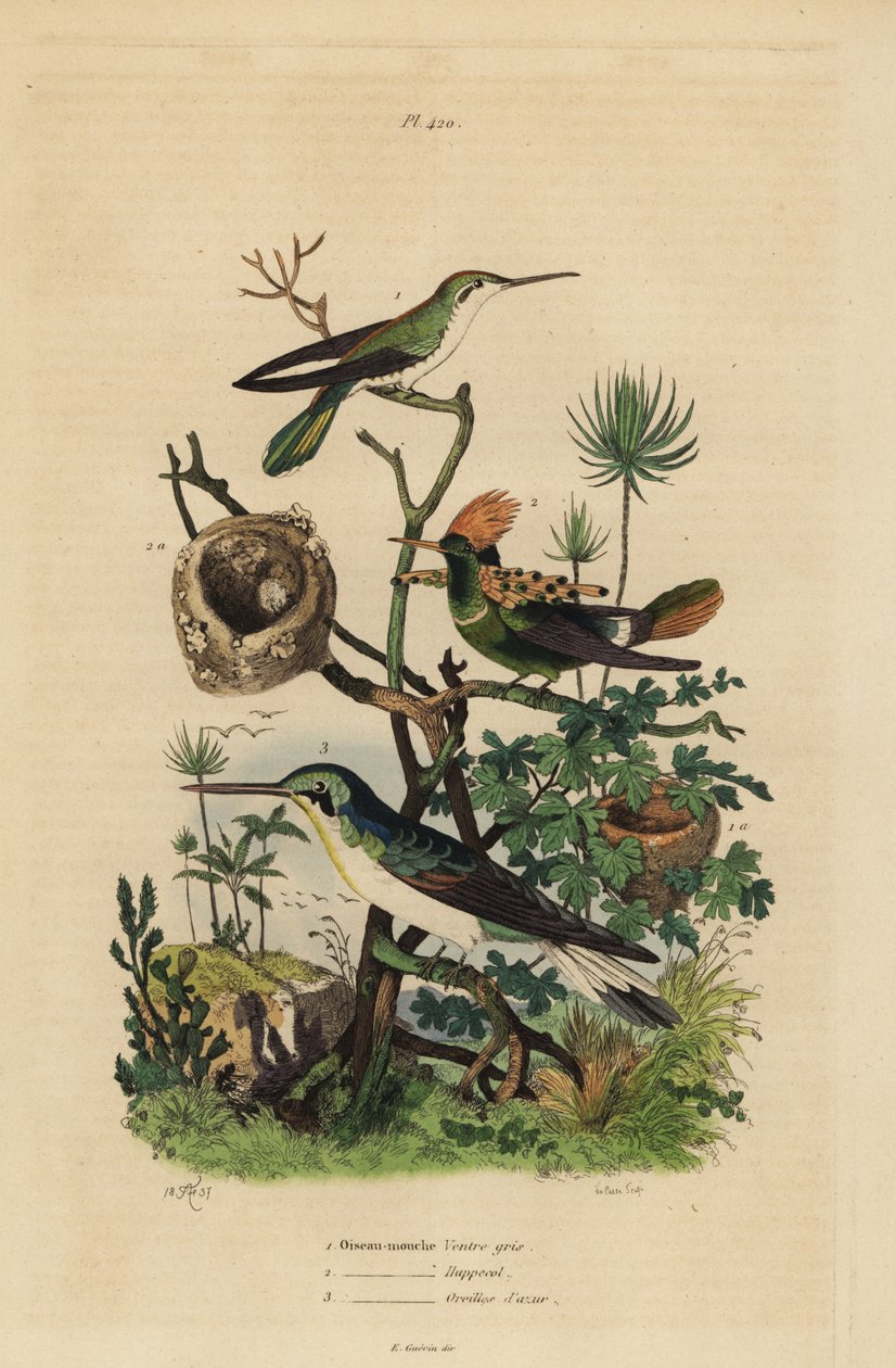 Rufous tailed kolibri, Amazilia tzacatl, Tufted coquette, Lophornis ornatus og svartøret fe, Heliothryx auritus Gråbukkolibri, kamkrage, asurblå ører av Unbekannt