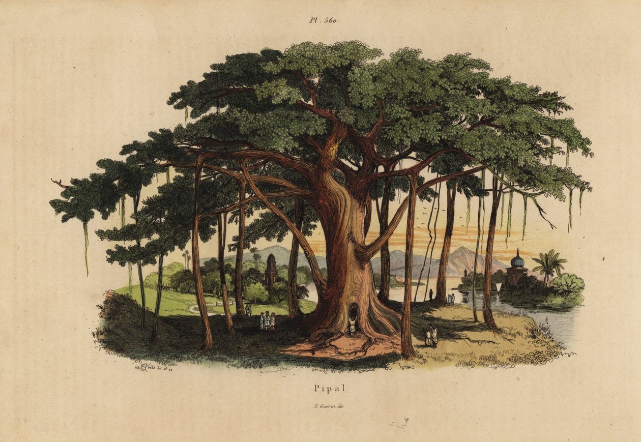 Hellig fikentre eller peepal-tre, Ficus religiosa av Unbekannt