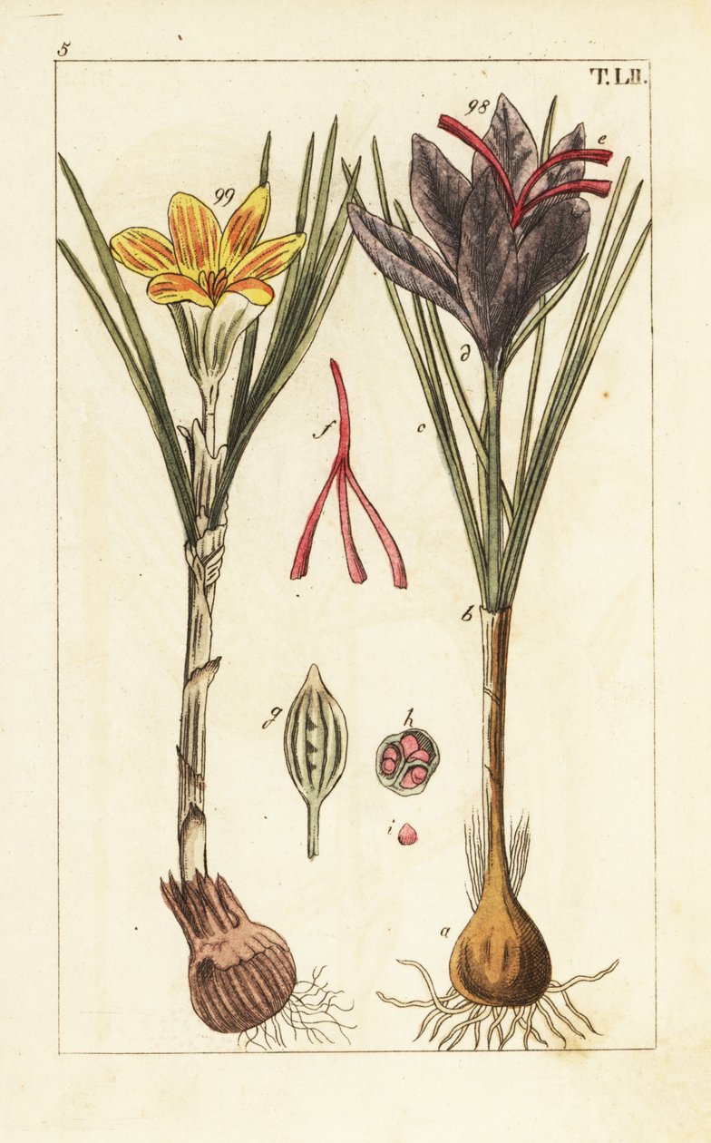Safrankrokus, Crocus sativus. av Unbekannter Künstler