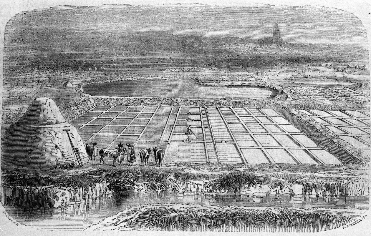 Saltproduksjon: saltmyrer (saltvann) i Sør-Frankrike. 1800-talls gravering av Unbekannt