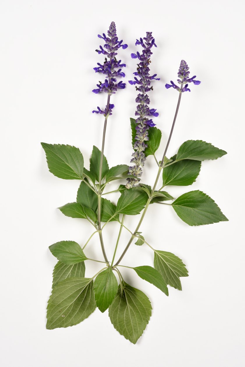 Salvia longispicata (s) farinacea/Big Blue/Hybrid Salvie av Unbekannt
