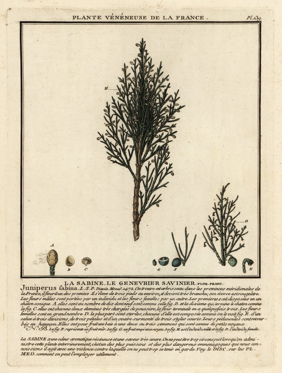 Savin einer eller savin, Juniperus sabina. av Unbekannter Künstler